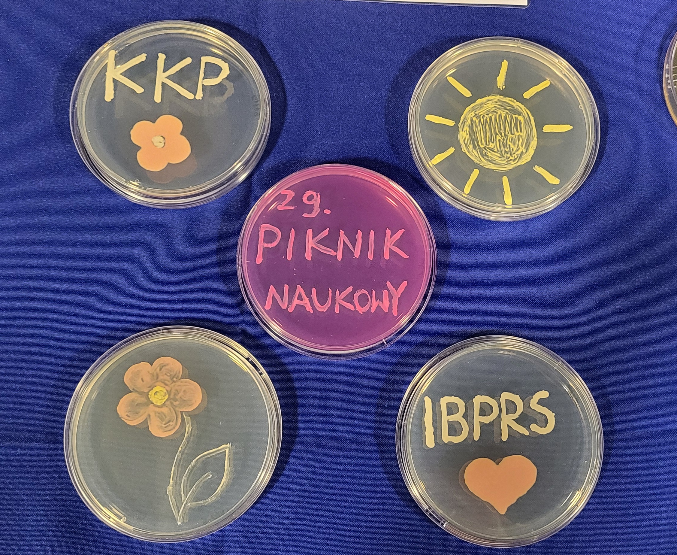 Szalki Petriego z posiewami tworzącymi napisy KKP, IBPRS i 29. Piknik Naukowy