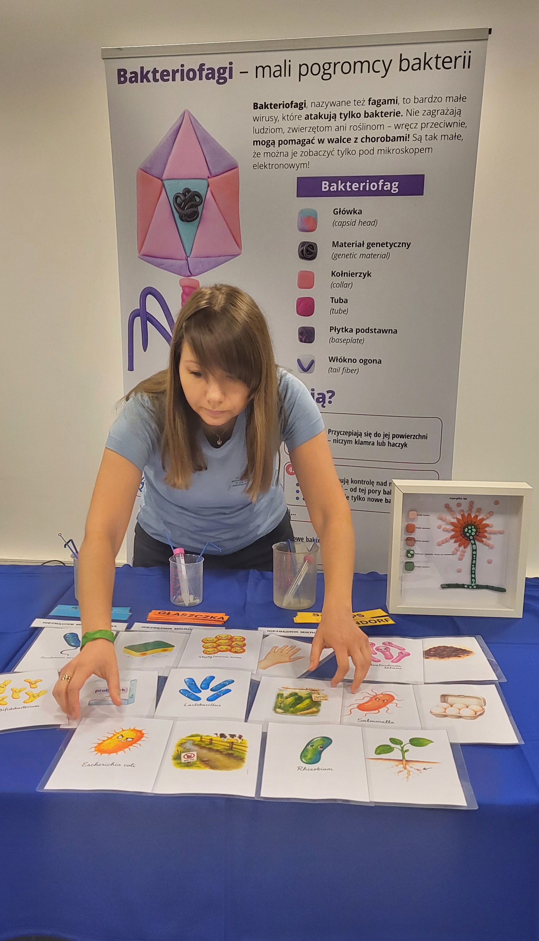 Materiały edukacyjne o bakteriofagach i mikroorganizmach