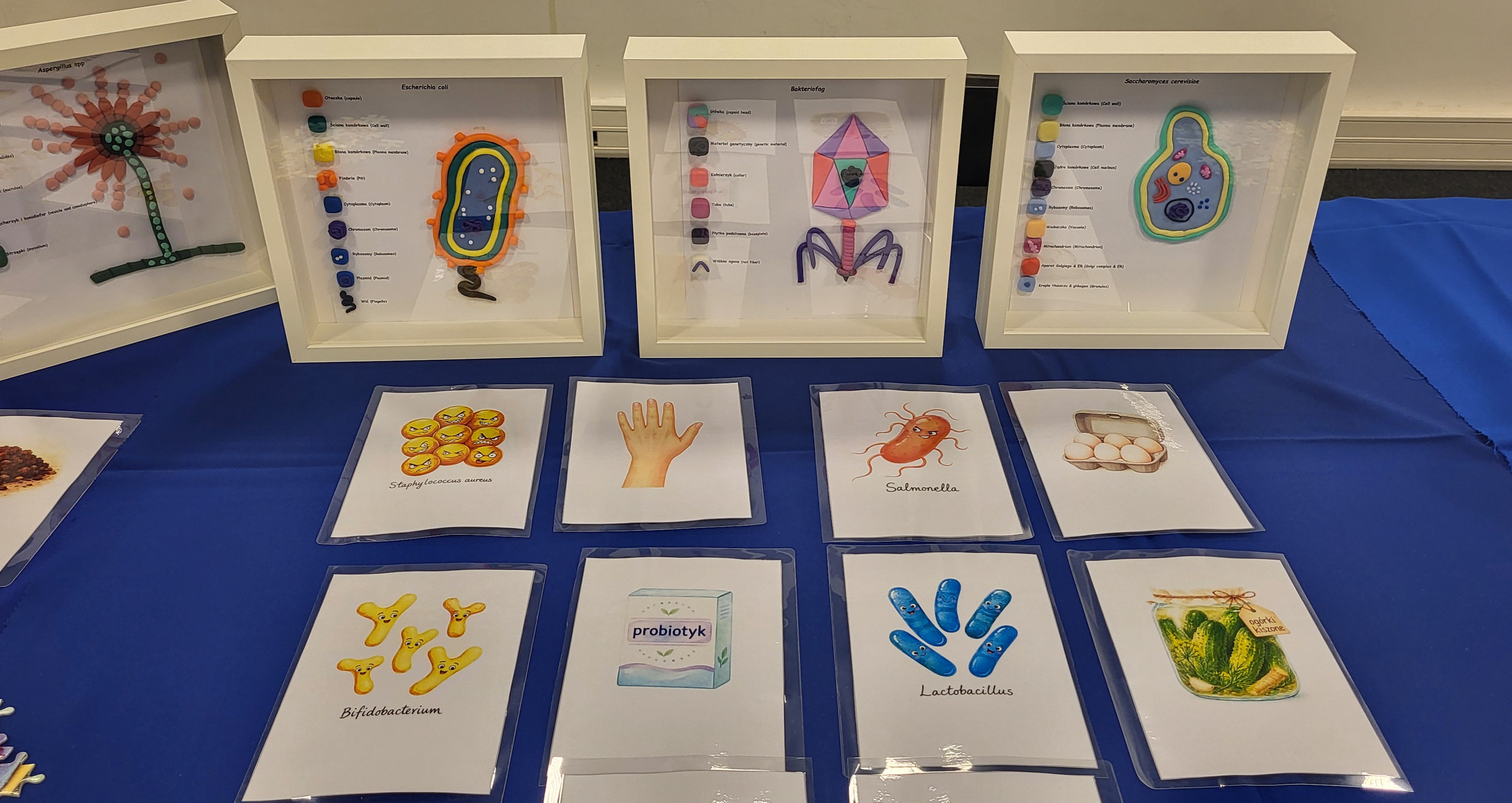 Karty edukacyjne i modele mikroorganizmów na stanowisku KKP